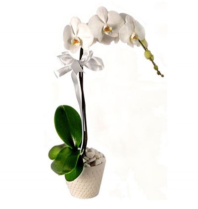 Ukrayna Çiçek Siparişi Ukrayna Tekli Beyaz Orkide