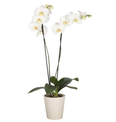  Ukrayna Çiçek Gönder Ukrayna Çiftli Beyaz Orkide